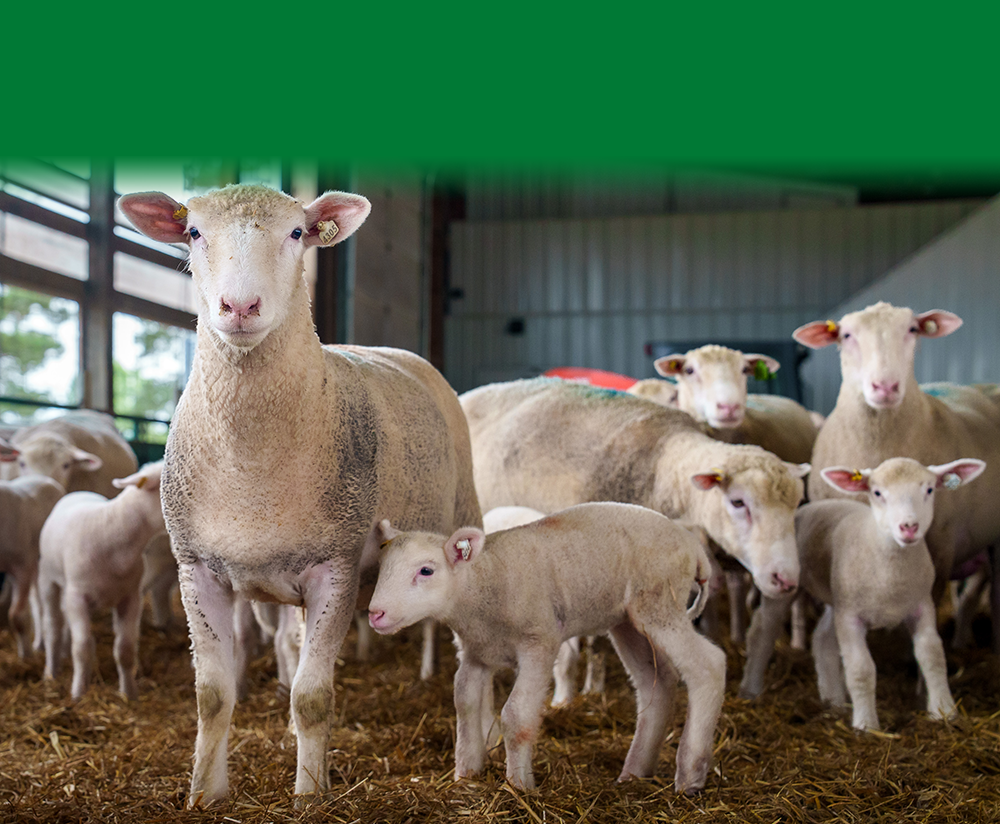 Sheep Barn 9