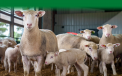 Sheep Barn 9