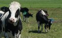 Cow At Farm