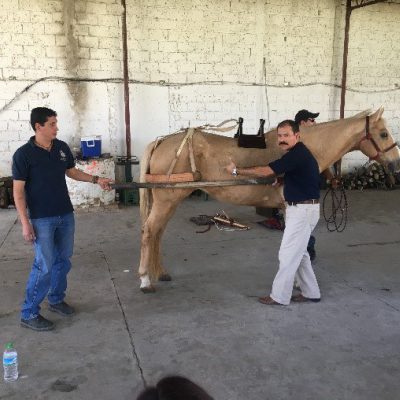 Harness Demonstration