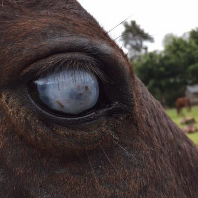 Horse Eye Injury