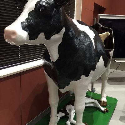 Obihiro Cow Model