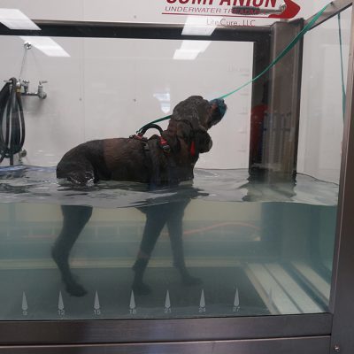 Ozzy Water Treadmill