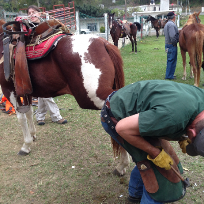 Trimming Horse