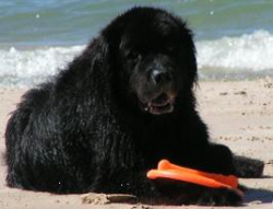 Beach Dog