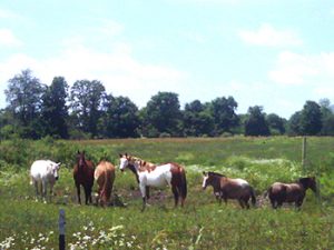 Lucky-mule-field