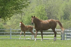 Msu Mare And Foal Resize