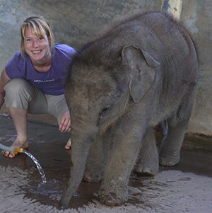 Ward-Thailand-elephant