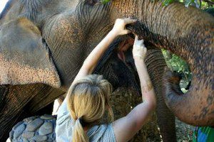 Ward-Thailand-elephantb