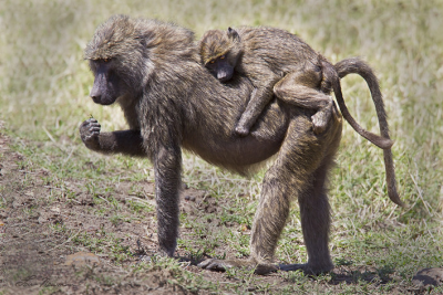 Baboons