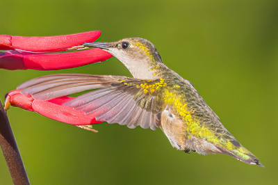 Hummingbird