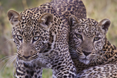 Leopards