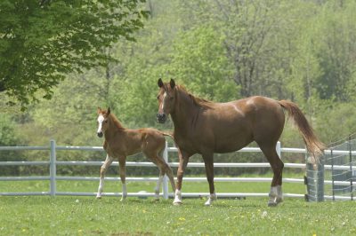 Msu Mare And Foal Resize