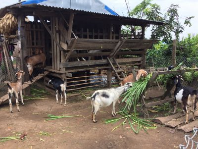 Nepal Day 15 Goats