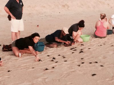 Turtle Release