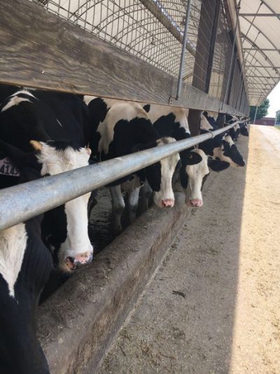 Cows Lined Up