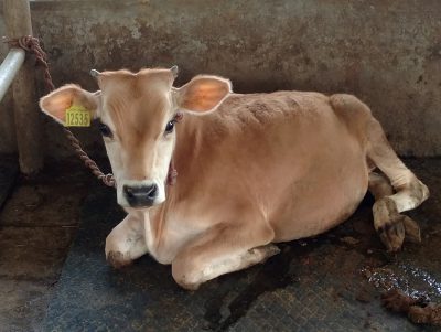 Day 9 Calf At Research Farm