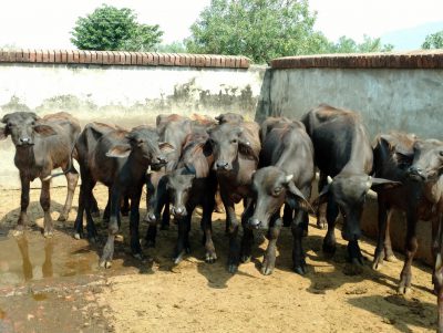 Day 9 Waterbuffalo Calves Afu