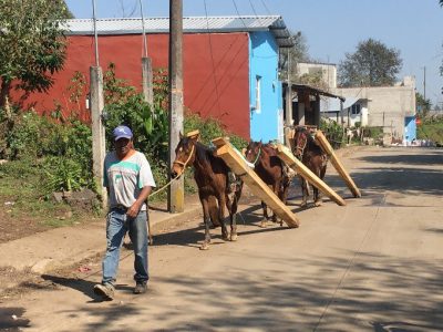 Horses Boards