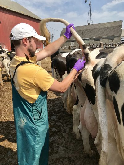 Kuhn Cow Tail Crop