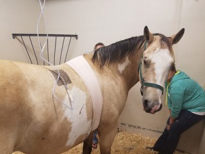 Levi the horse survives puncture wound to lung | College of Veterinary ...