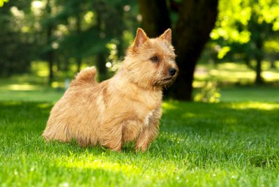 wicket-norwich-terrier-edit