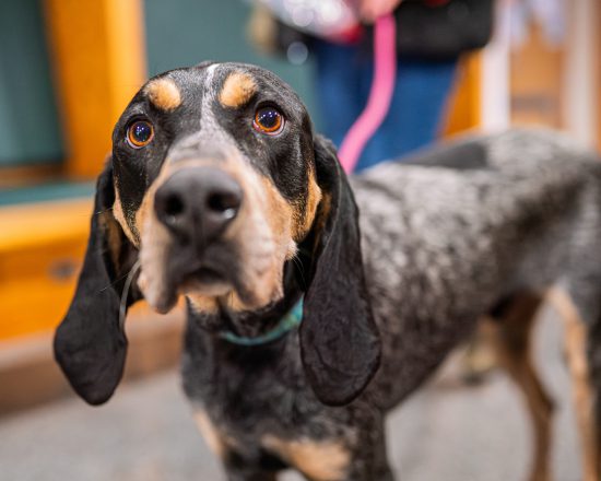 20260213 Jakeirondog 003