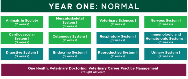 Vet Program Chart DVM Year 1 Curriculum | College of Veterinary Medicine at MSU