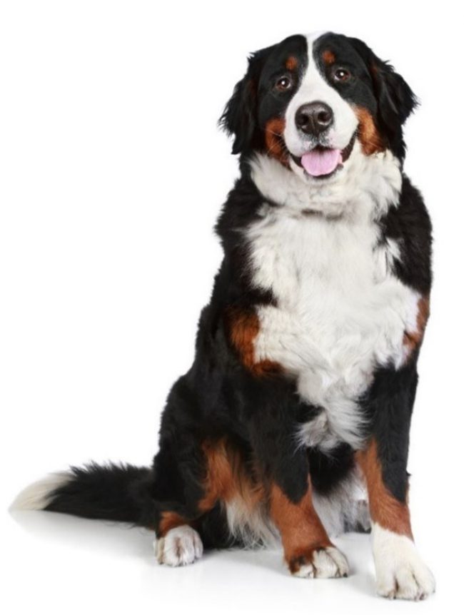 Histiocytic sarcoma bernese mountain clearance dog