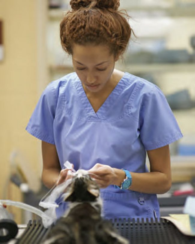 Student Health Insurance | College of Veterinary Medicine ...