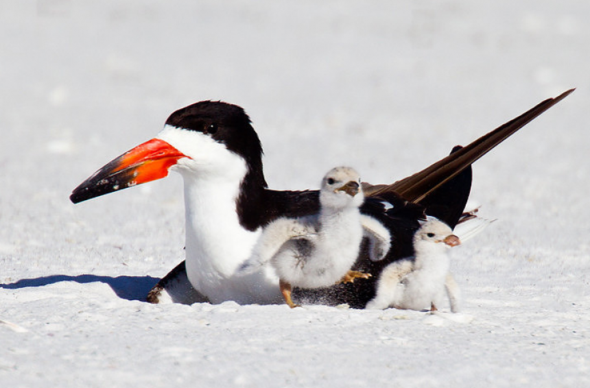 Black Skimmers