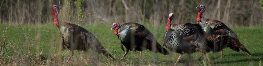 Wild turkeys avian-flu