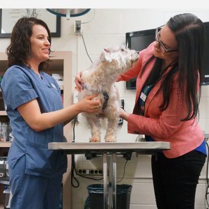 Veterinary neurologist hot sale