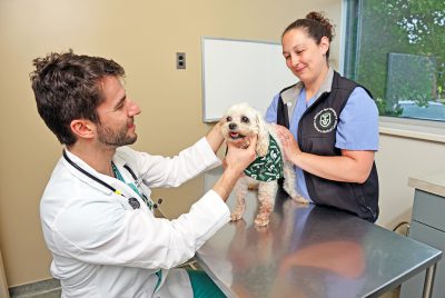 What To Expect College Of Veterinary Medicine At Msu