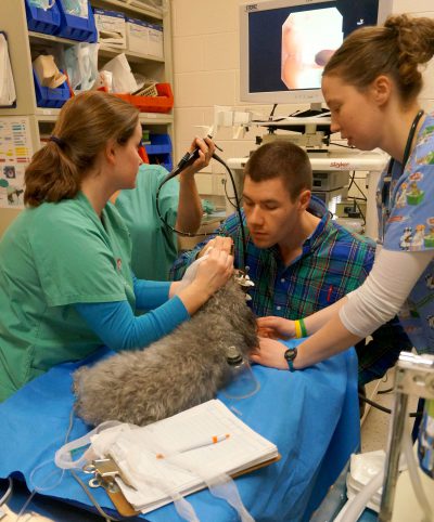 Internal Medicine | College of Veterinary Medicine at MSU