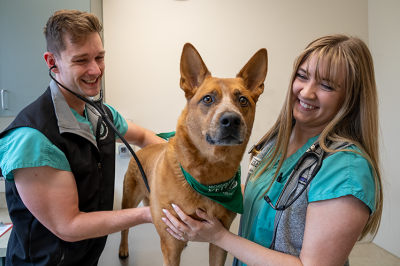 Internal Medicine | College of Veterinary Medicine at MSU