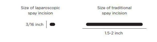 Lap Spay Incisions