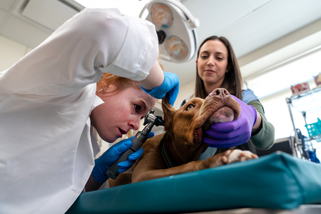 What To Expect | College of Veterinary Medicine at MSU