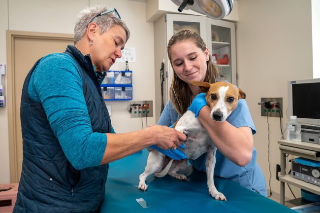 Dermatology | College of Veterinary Medicine at MSU