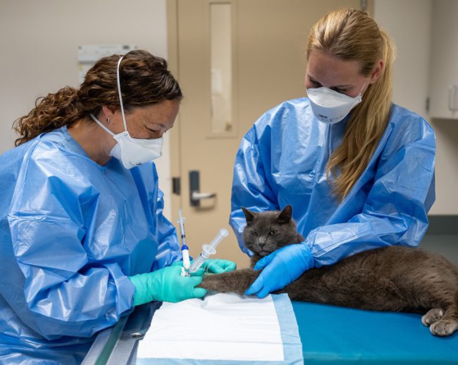 Oncology | College of Veterinary Medicine at MSU