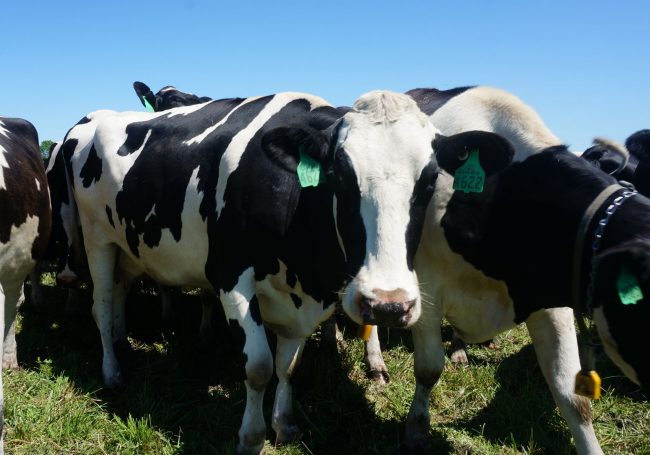Cows | College of Veterinary Medicine at MSU
