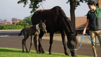 mare and foal at vmc