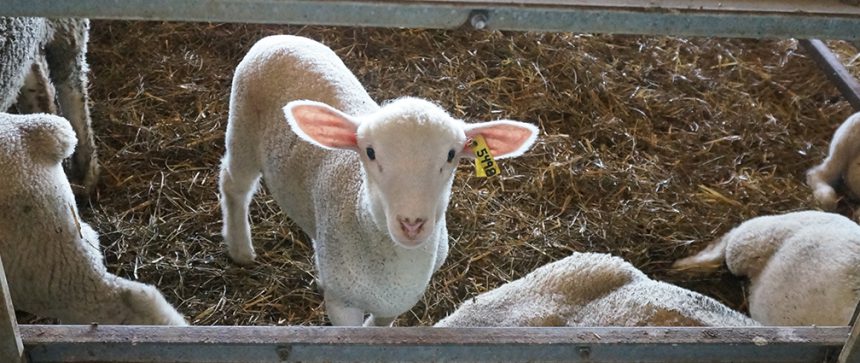 lamb looking at camera