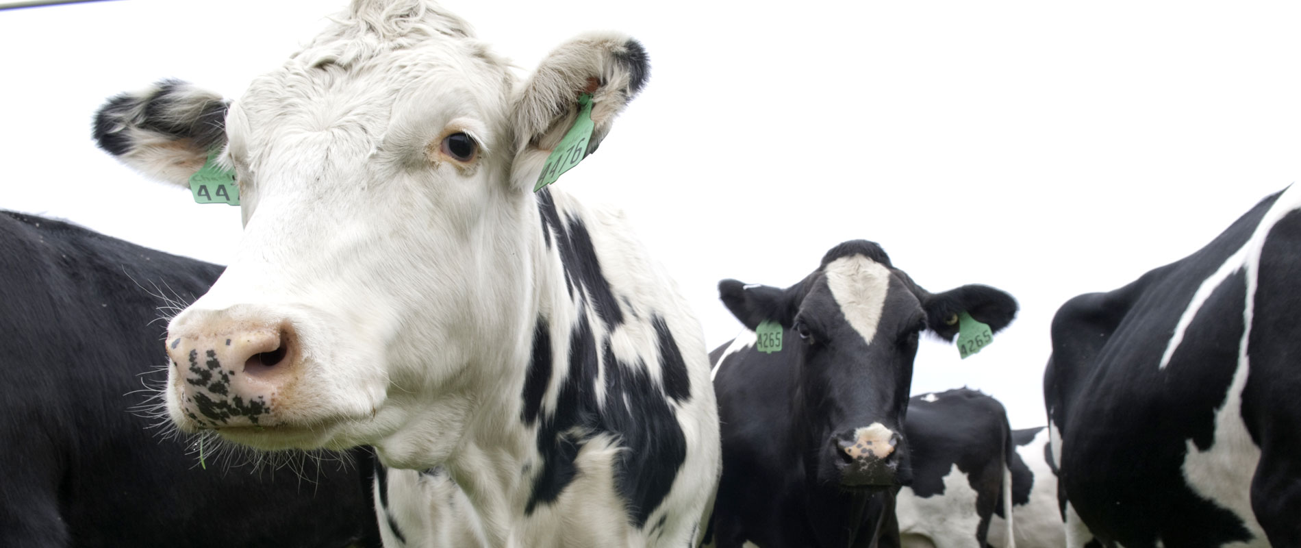 cows