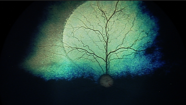 Beckwith Cohen Image 2