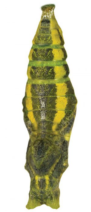 01 Larva