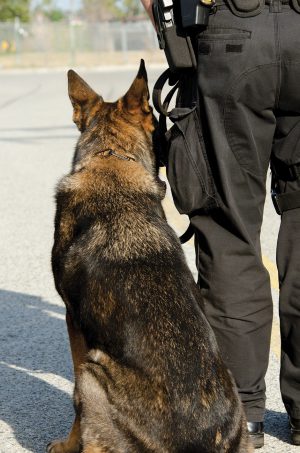 10 K 9 With Handler