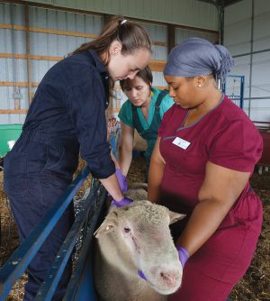 Dr Roberts And Students Look At Sheep