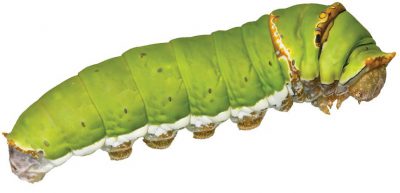 01 Caterpillar