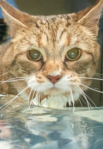 02 Cat Water Treadmill